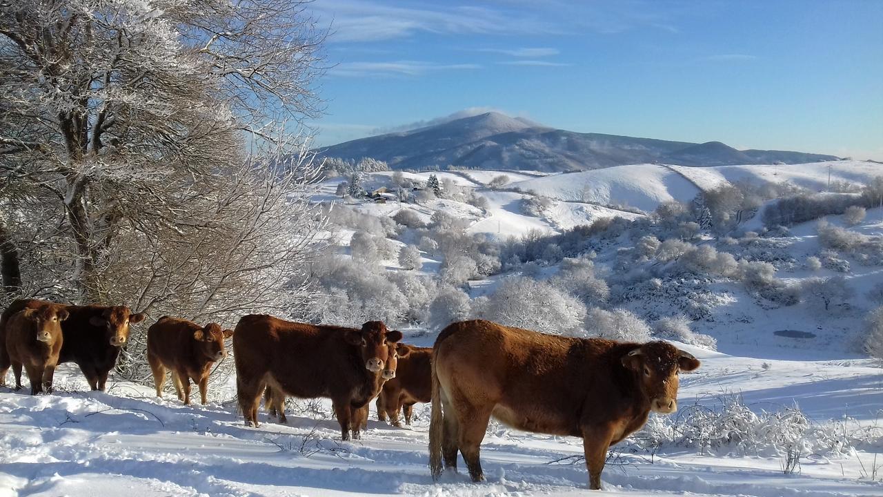 Farm stay La Guinza *